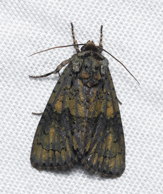 Craniophora ligustri - fagyalbagoly