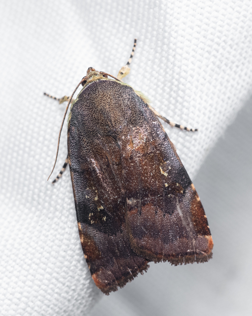 Noctua janthe/janthina
