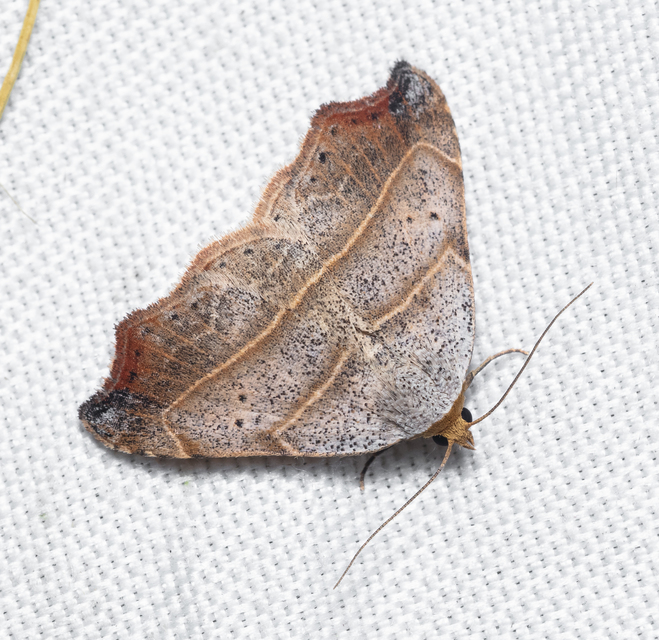 Laspeyria flexula - zuzmóbagoly