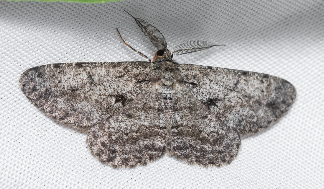 Hypomecis roboraria - nagy tölgyfaaraszoló