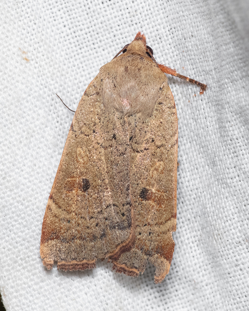Noctua comes - kis sárgafűbagoly