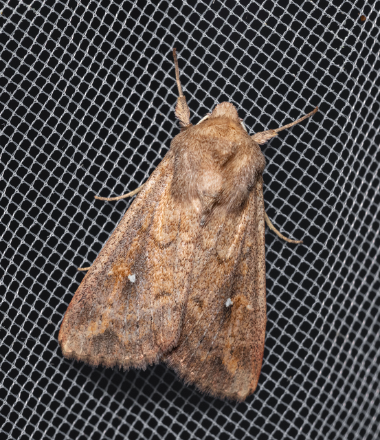 Mythimna albipuncta - fehérpettyes rétibagoly
