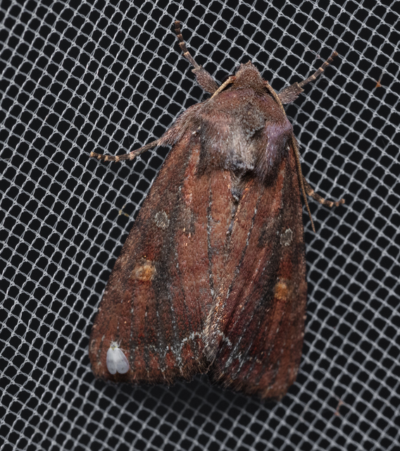 Lacanobia oleracea - saláta-kertibagoly