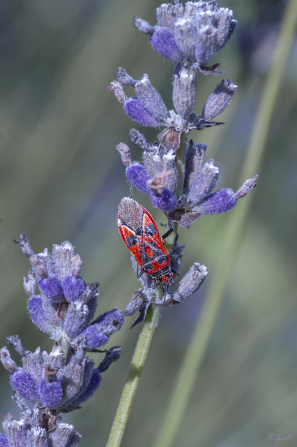 Corizus hyoscyami - piros karimáspoloska