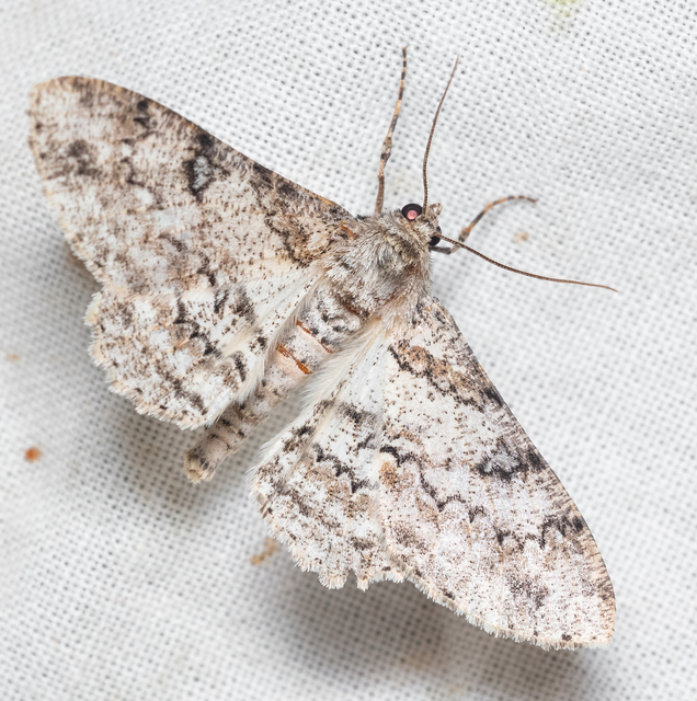 Ascotis selenaria - holdas faaraszoló
