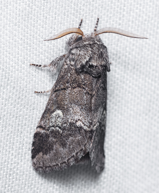 Drymonia querna - tölgyfa-púposszövő
