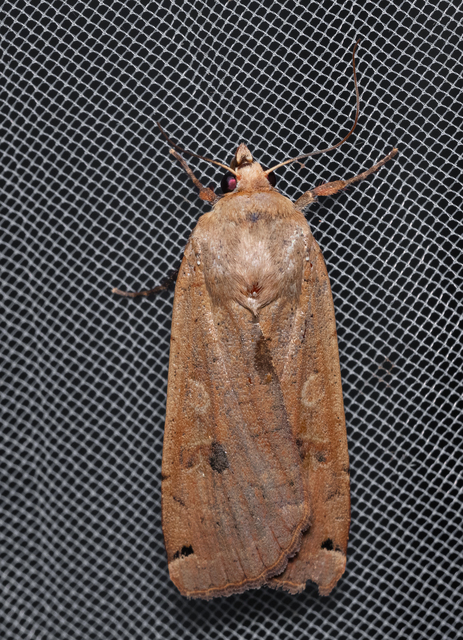 Noctua pronuba - nagy sárgafűbagoly