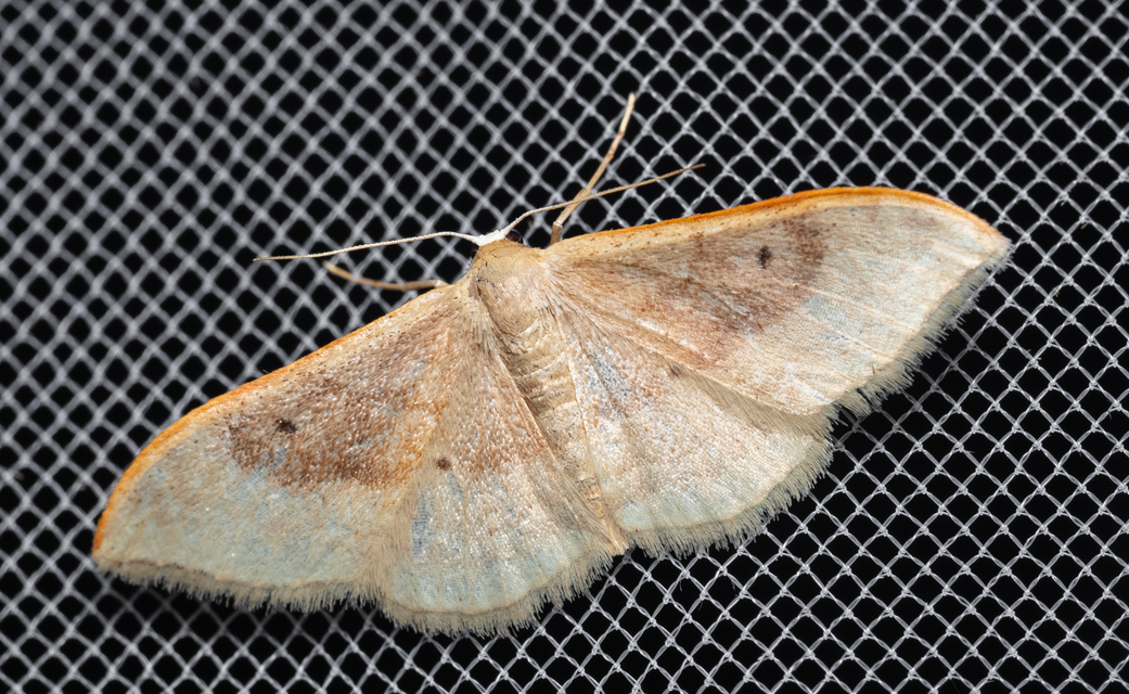 Idaea degeneraria - barnasávos araszoló