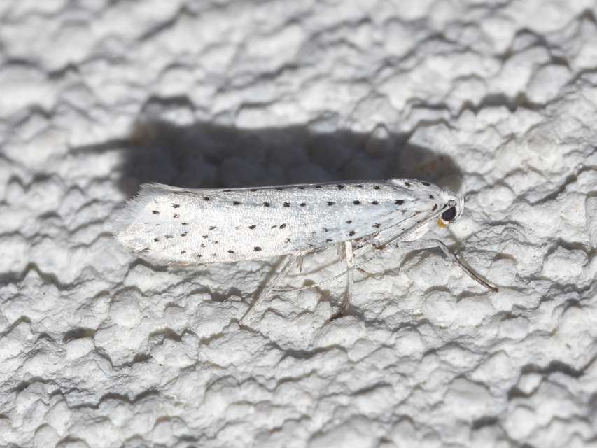 Yponomeuta evonymella - pókhálós májusfamoly