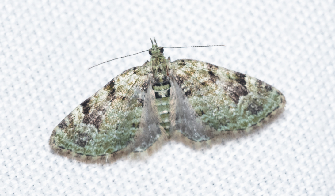 Chloroclystis v-ata - zöldes törpearaszoló