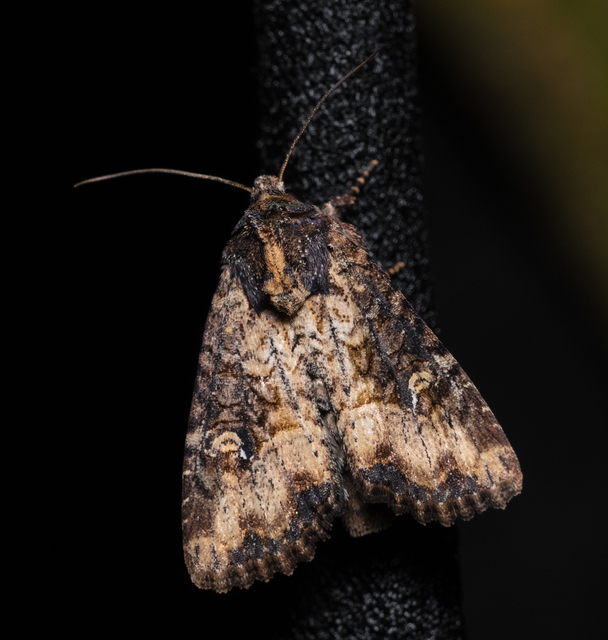 Mesapamea secalella/secalis