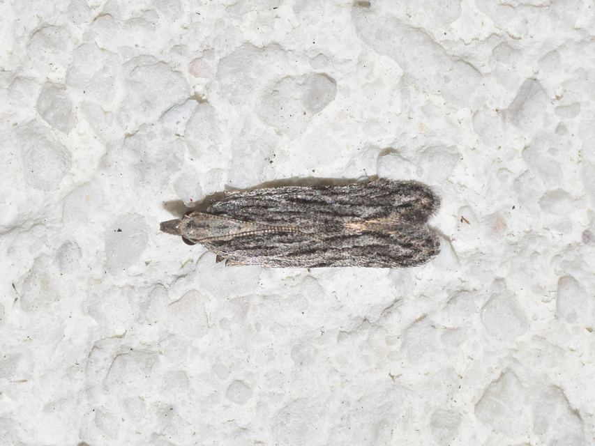 Anarsia