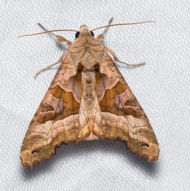 Phlogophora meticulosa - vándorló csipkésbagoly