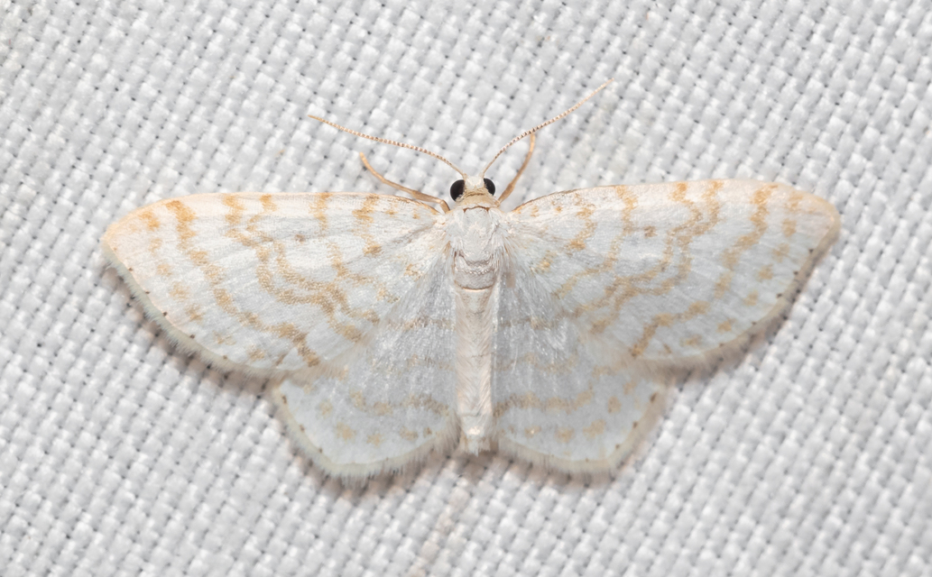 Asthena albulata - gyertyán-fehéraraszoló