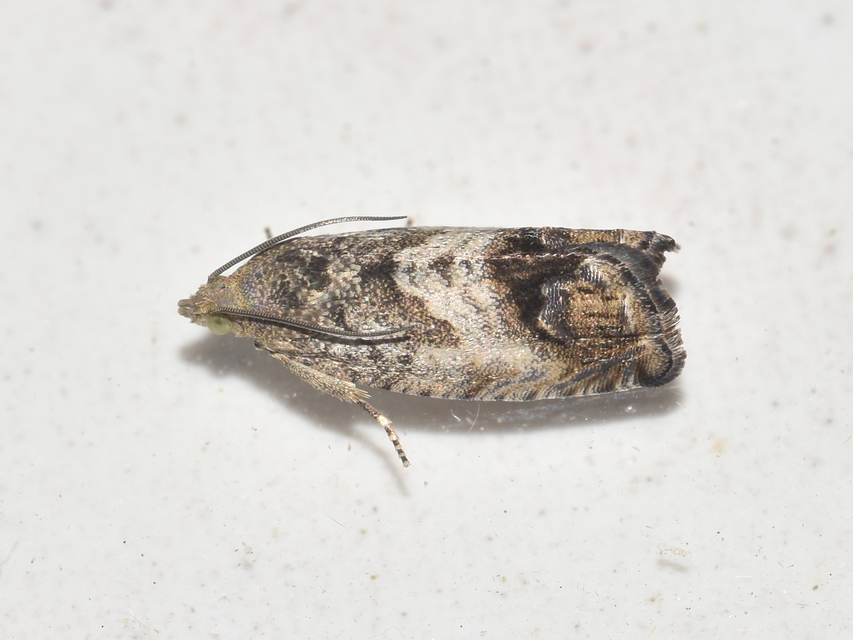 Cydia splendana - tölgymakkmoly