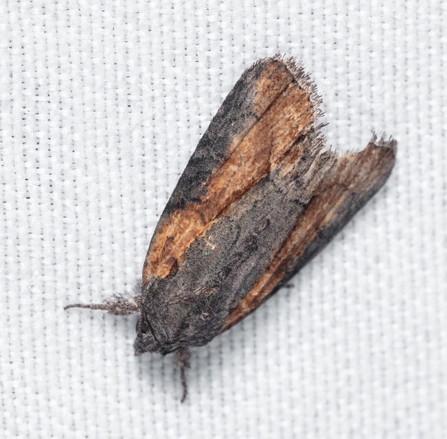 Bryophila raptricula - keskenyszárnyú zuzmóbagoly