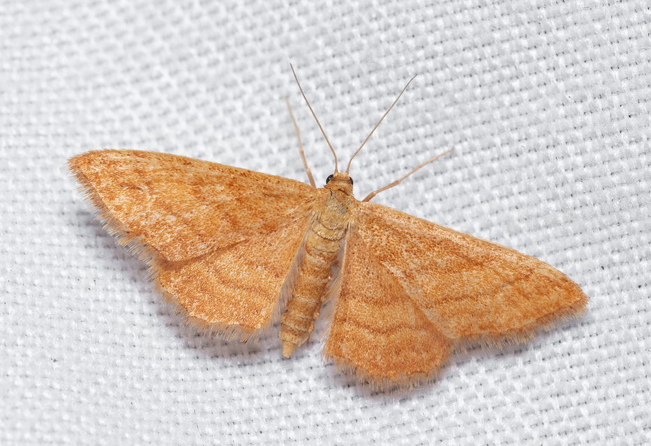 Idaea