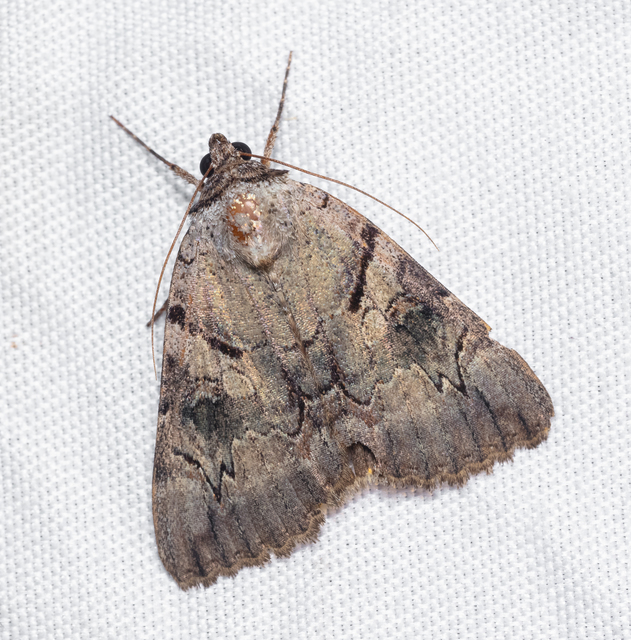 Catocala hymenaea - kökény-övesbagoly