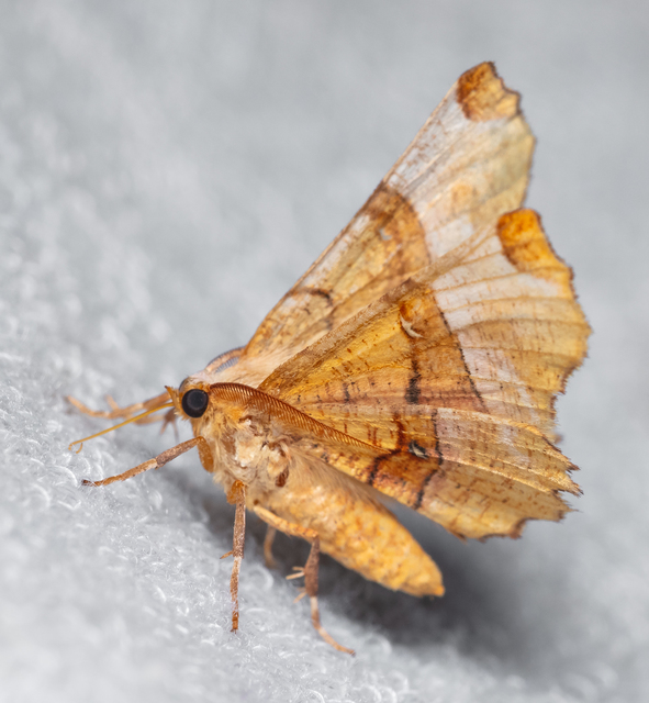 Selenia lunularia - egyfoltos holdasaraszoló