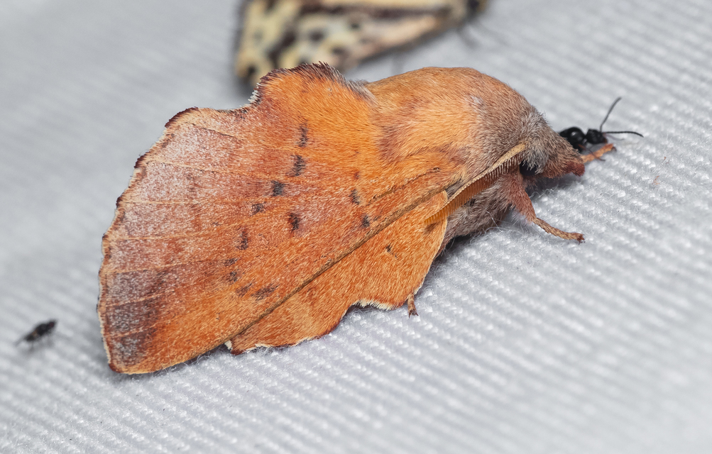 Phyllodesma tremulifolia - nyárlevélpohók