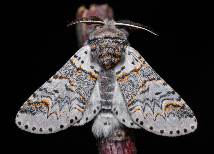 Furcula furcula - szürke púposszövő
