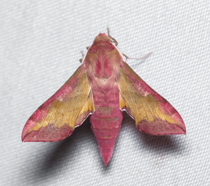 Deilephila porcellus - piros szender