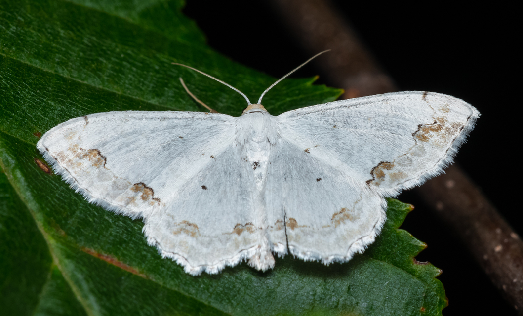 Scopula ornata - díszes fehéraraszoló