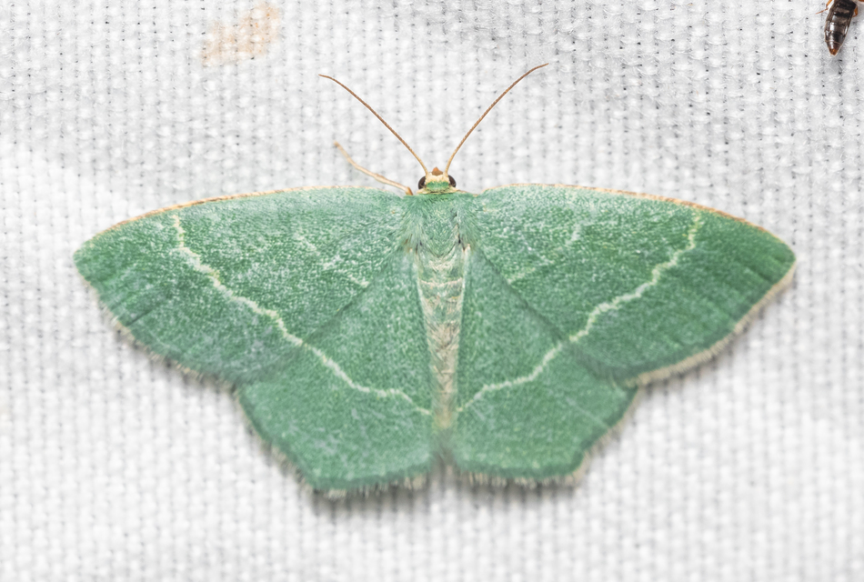 Chlorissa cloraria - sárgászöld araszoló
