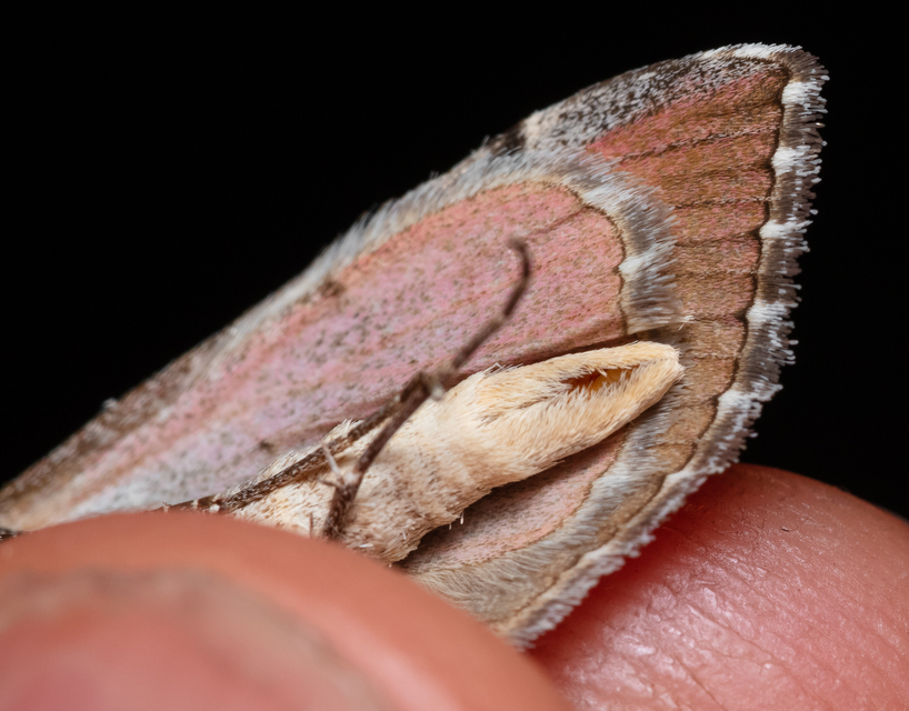 Aplocera plagiata - szürke csíkosaraszoló
