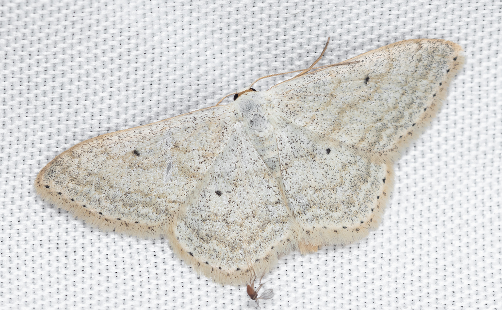 Scopula incanata - hamvas sávosaraszoló