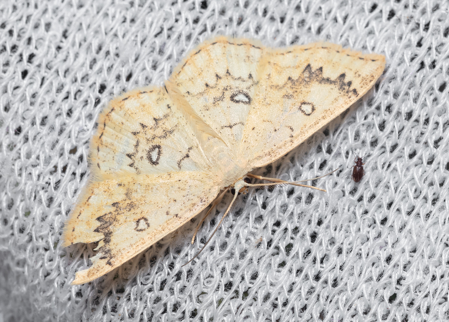 Cyclophora annularia - gyűrűs pettyesaraszoló