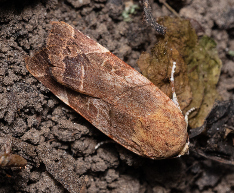 Noctua fimbriata - szélessávú sárgafűbagoly