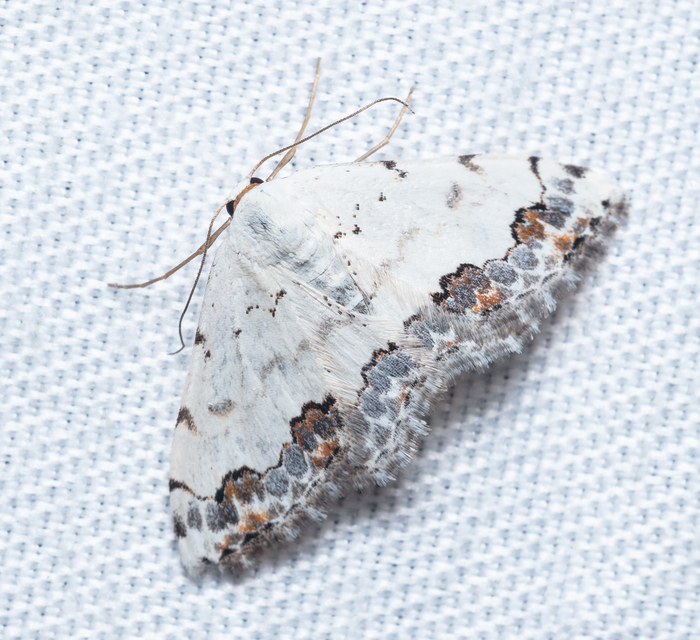 Scopula decorata - tarka fehéraraszoló