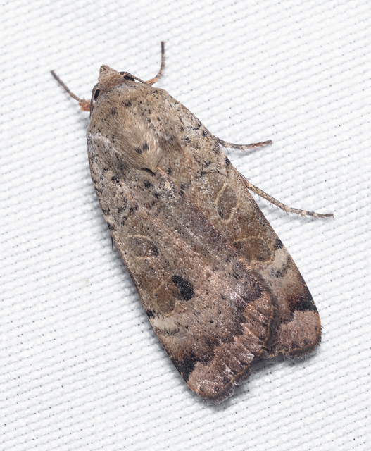 Noctua interposita - köztes sárgafűbagoly