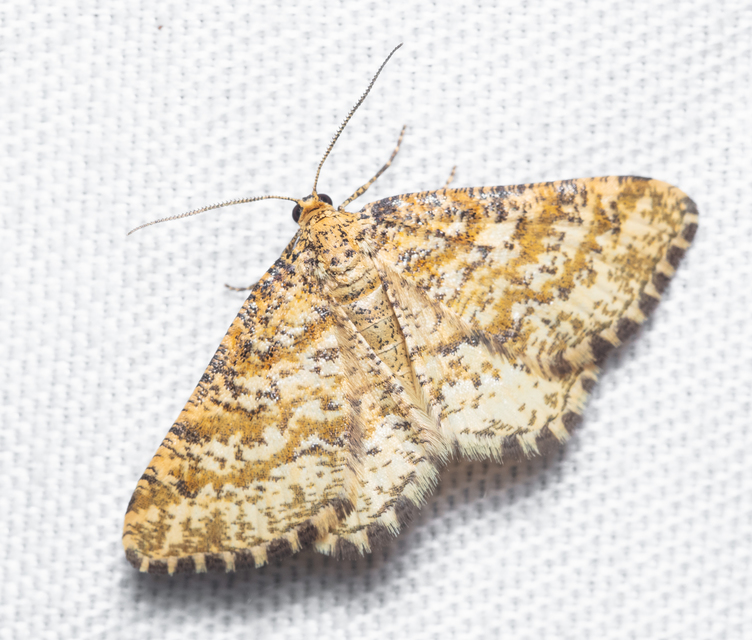 Heliomata glarearia - bőrszínű araszoló