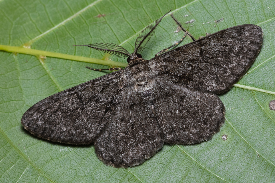 Hypomecis roboraria - nagy tölgyfaaraszoló
