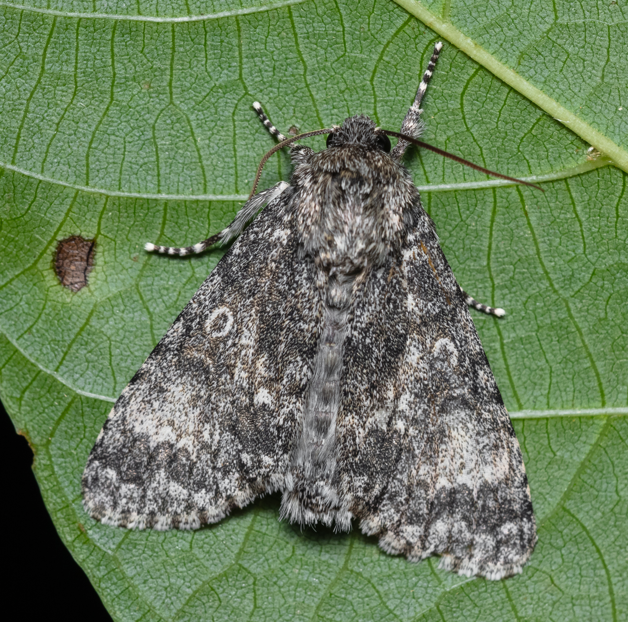 Acronicta megacephala - nagyfejű szigonyosbagoly