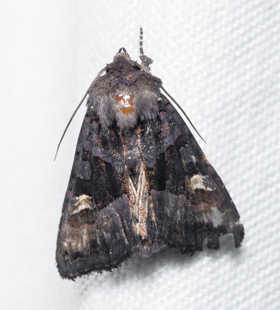 Euplexia lucipara - szeder-csipkésbagoly