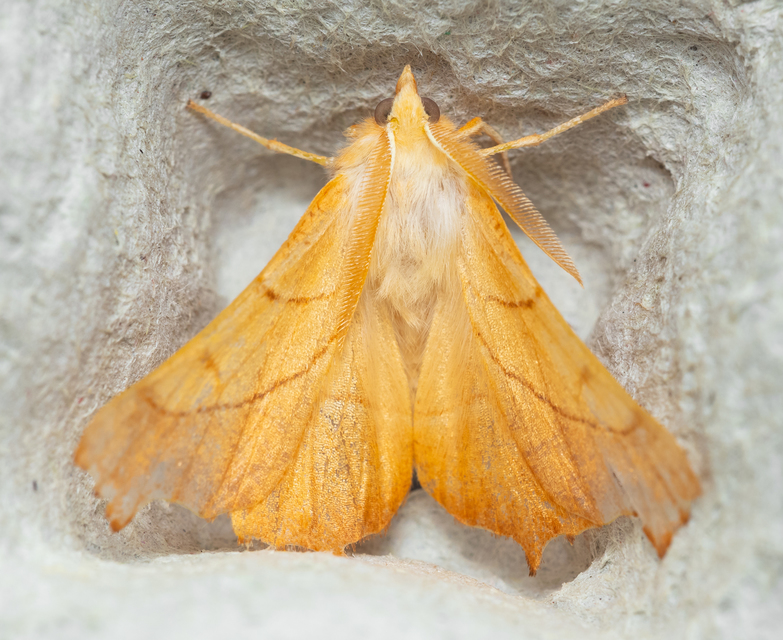 Ennomos fuscantaria - kőris-levélaraszoló