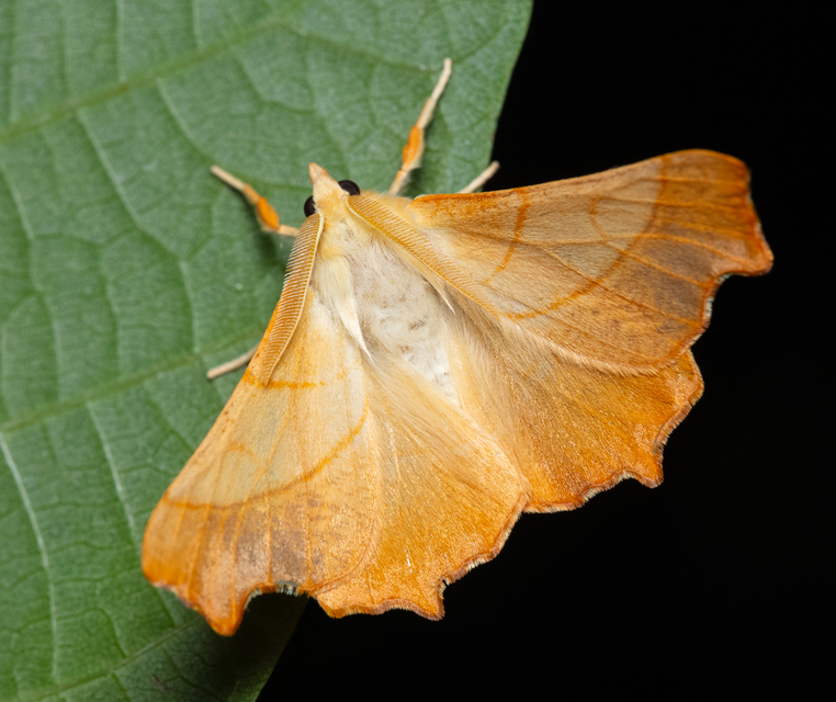 Ennomos fuscantaria - kőris-levélaraszoló