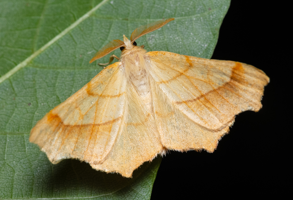 Ennomos quercinaria - tölgyfa-levélaraszoló