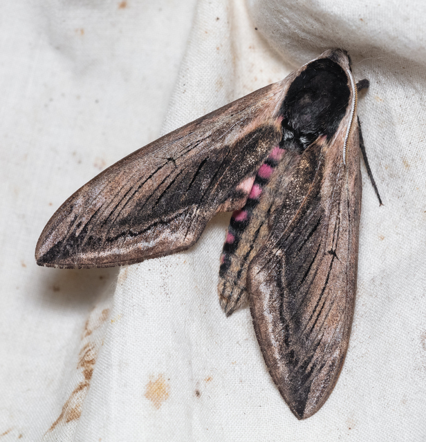 Sphinx ligustri - fagyalszender