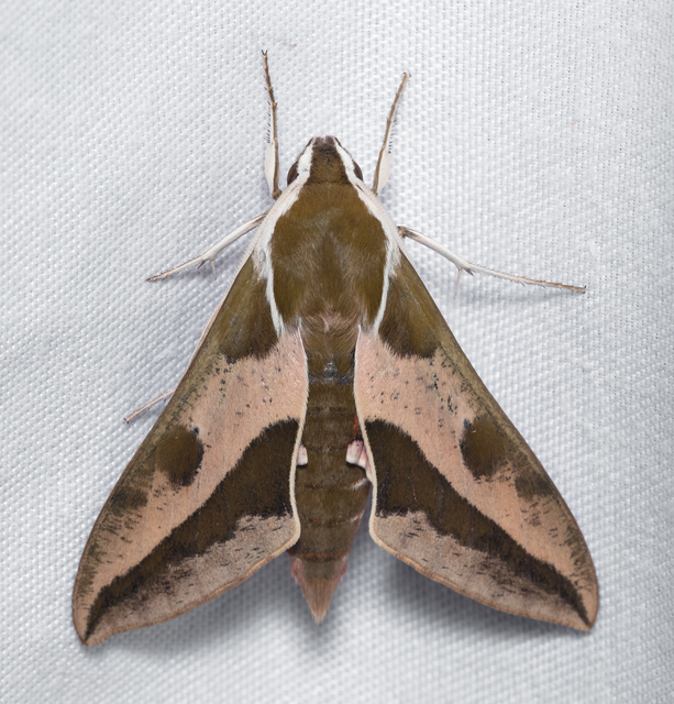 Hyles euphorbiae - kutyatejszender
