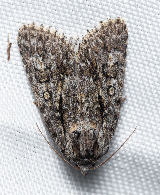 Acronicta auricoma - aranyos szigonyosbagoly