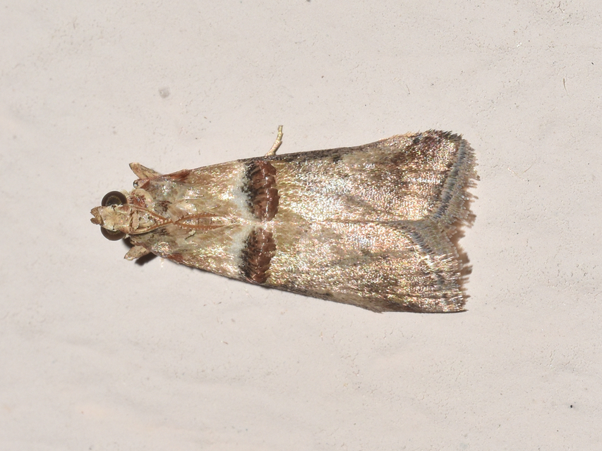 Acrobasis tumidana - bordás karcsúmoly