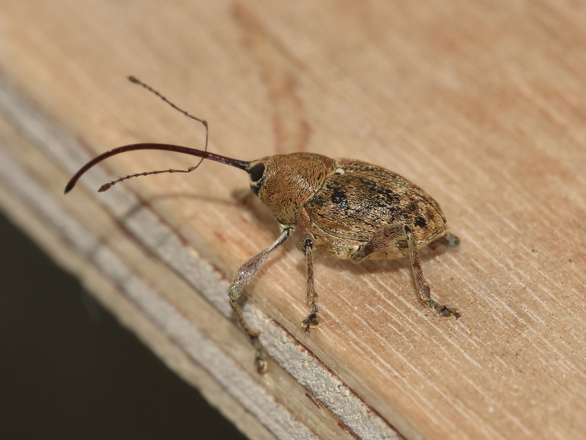 Curculio glandium - tölgymakkzsuzsóka