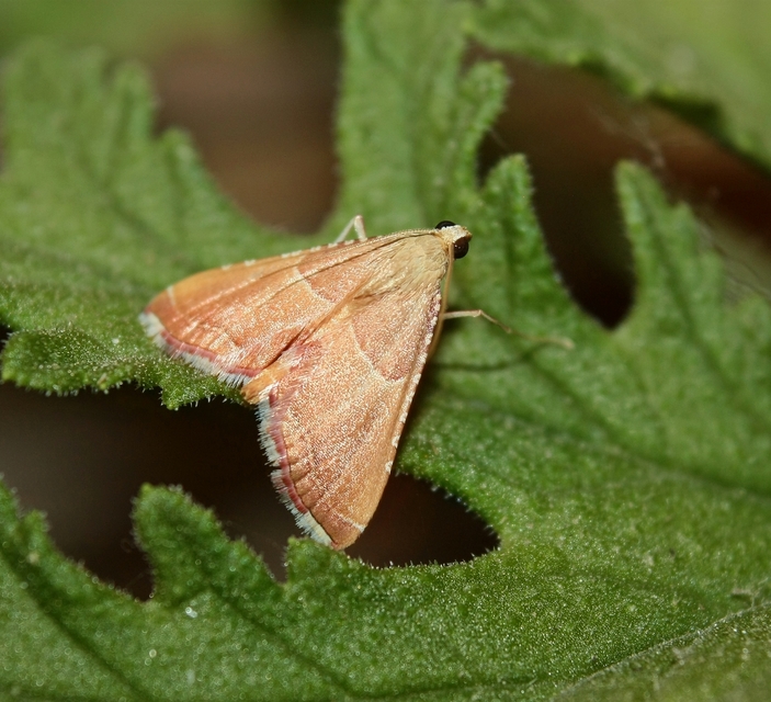 Endotricha flammealis - tüzesszárnyú fényilonca