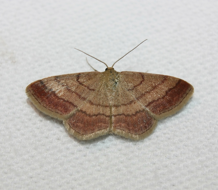 Scopula rubiginata - réti pirosaraszoló