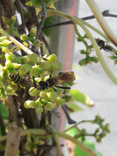 Sceliphron caementarium - feketenyelű lopódarázs