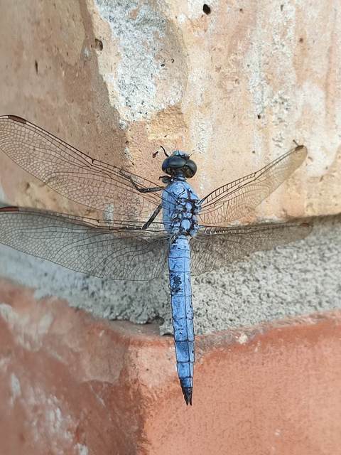 Orthetrum brunneum - pataki pásztorszitakötő
